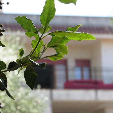 Villa Il Giovane Alloro マルティナ・フランカ エクステリア 写真